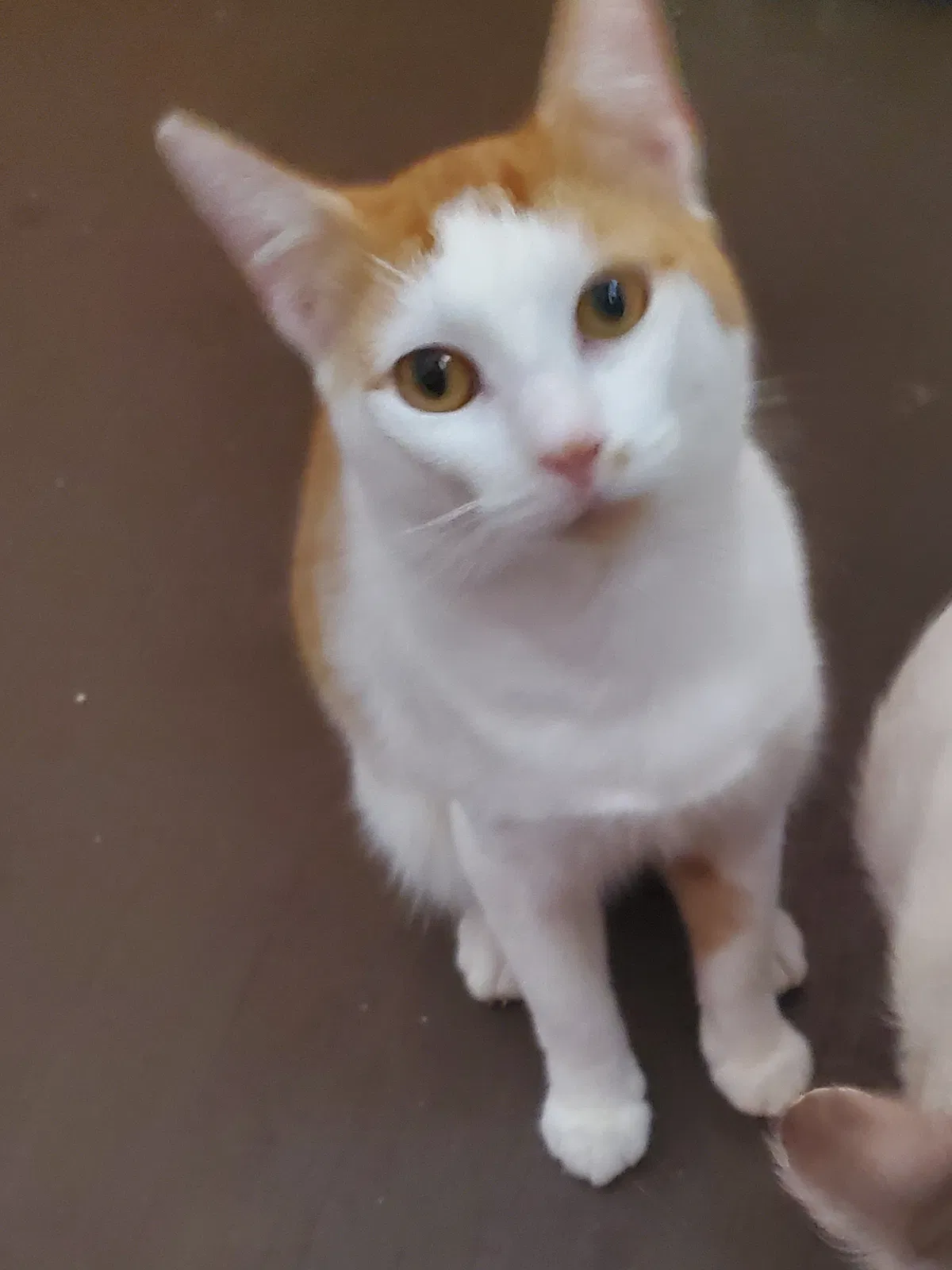Lost cat in Hope Hull, AL, 36043