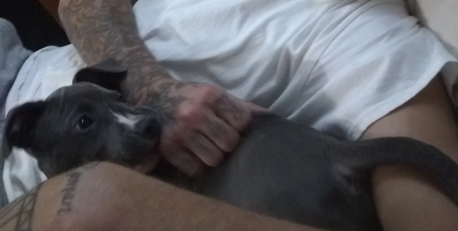 Lost dog in North Little Rock, AR, 72117