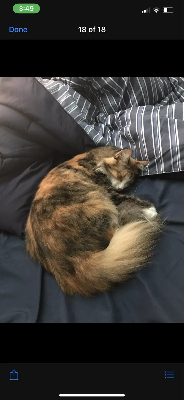 Lost cat in Kingwood, TX, 77339