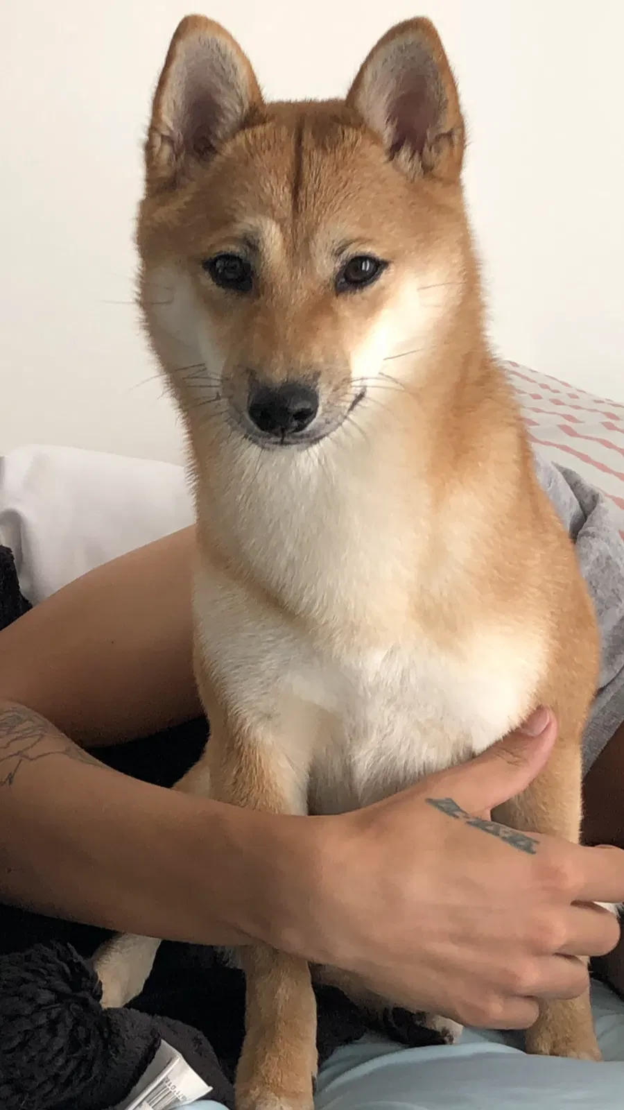 Lost dog in Poplar Bluff, MO, 63901