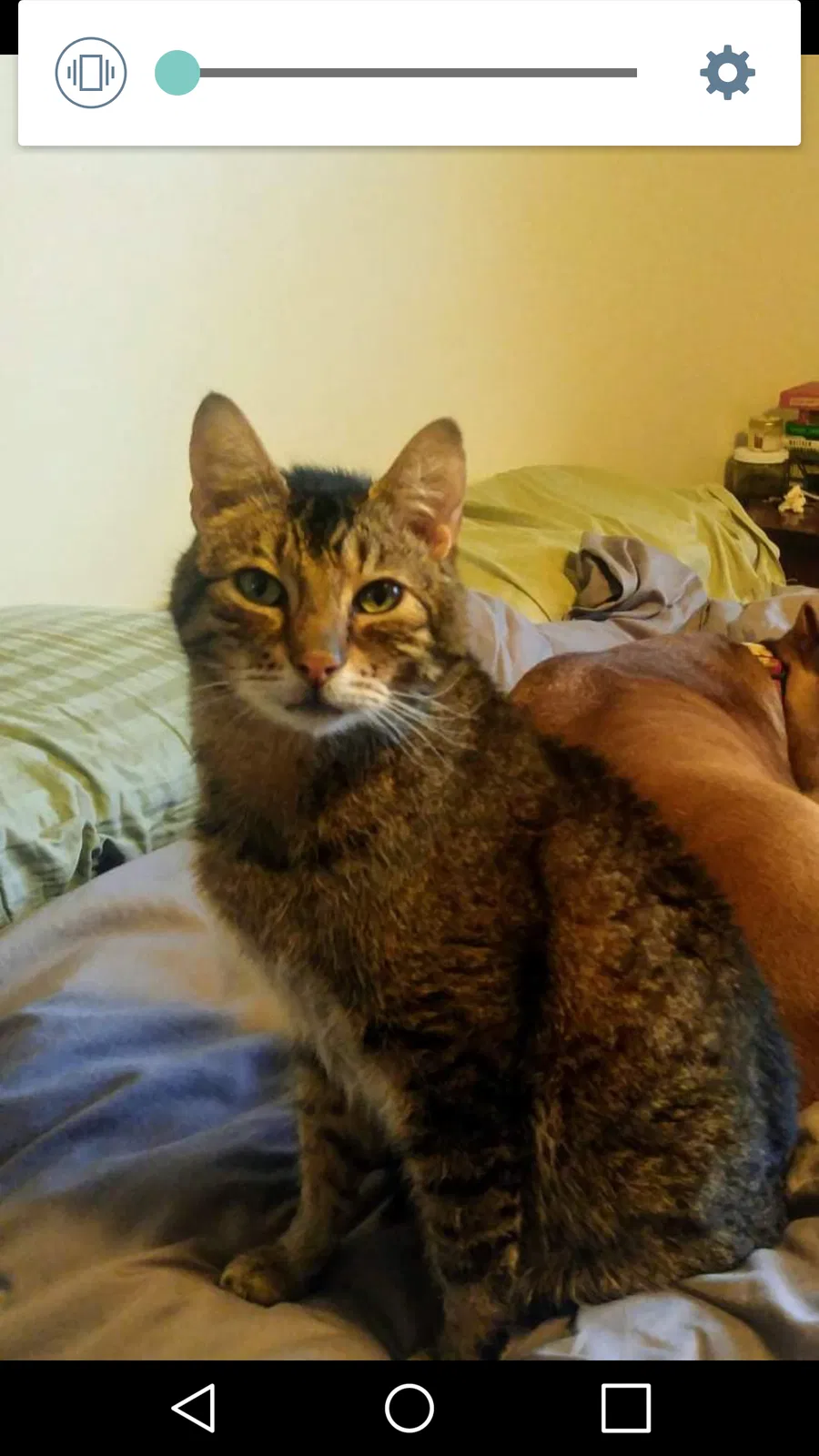 Lost cat in Portland, OR, 97225