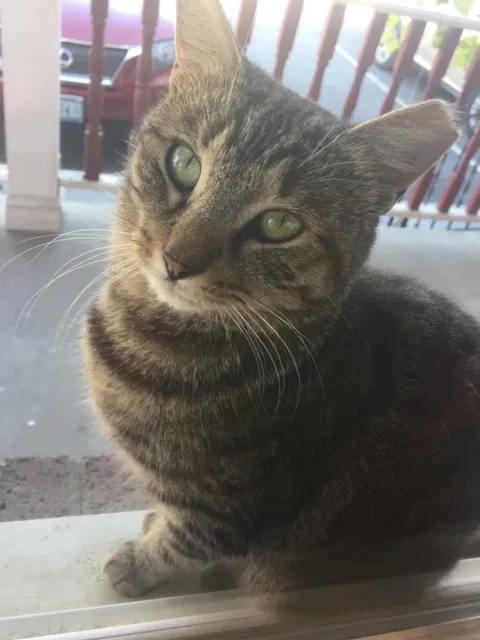 Lost cat in Chantilly, VA, 20151