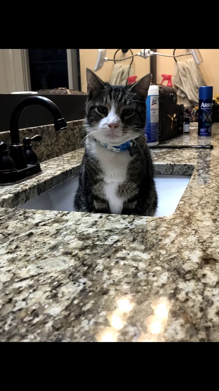 Lost cat in Unknown, TX, 76144