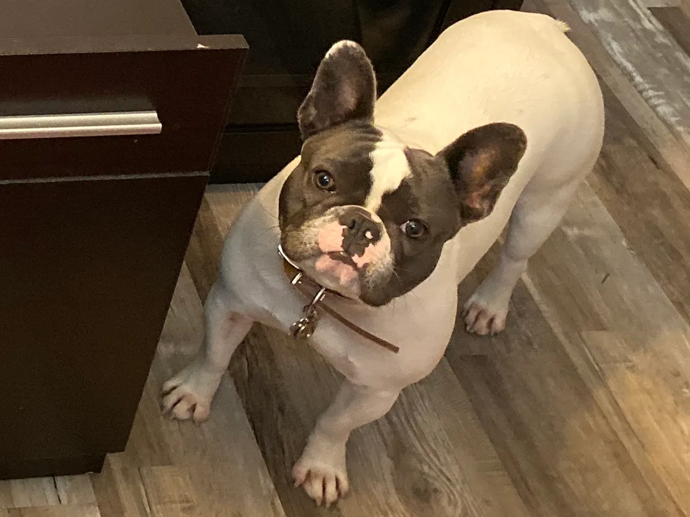 Lost dog in Red Oak, TX, 75154
