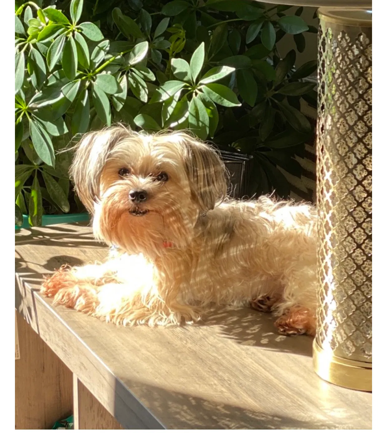 Lost dog in Duncanville, TX, 75137