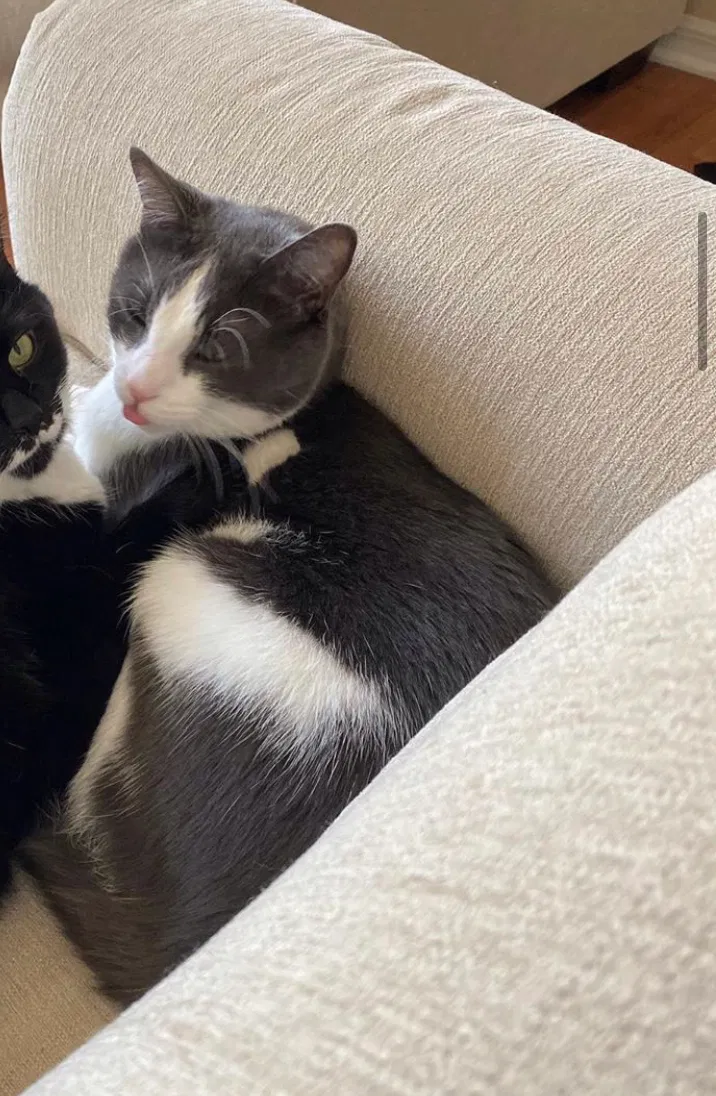 Lost cat in Kissimmee, FL, 34747