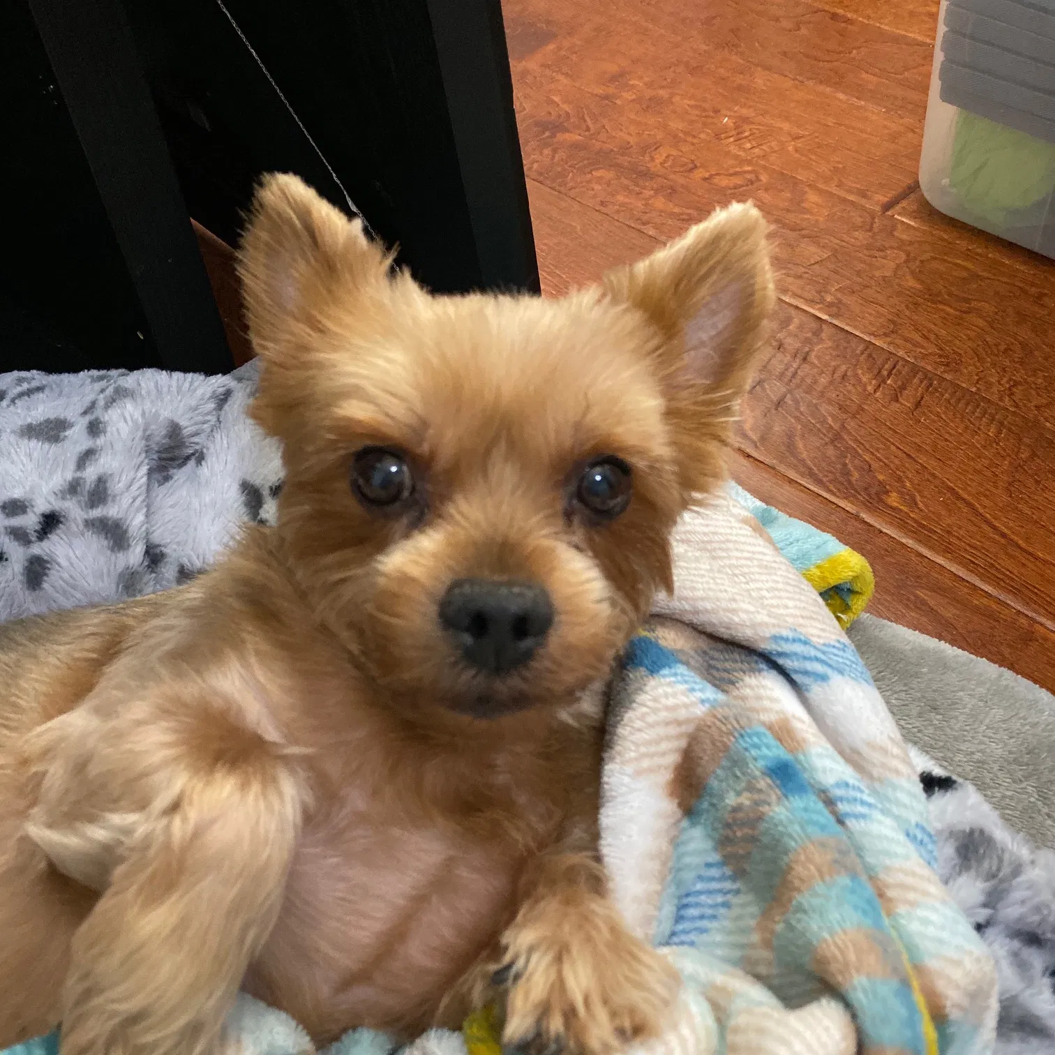 Lost dog in Bedford, TX, 76021