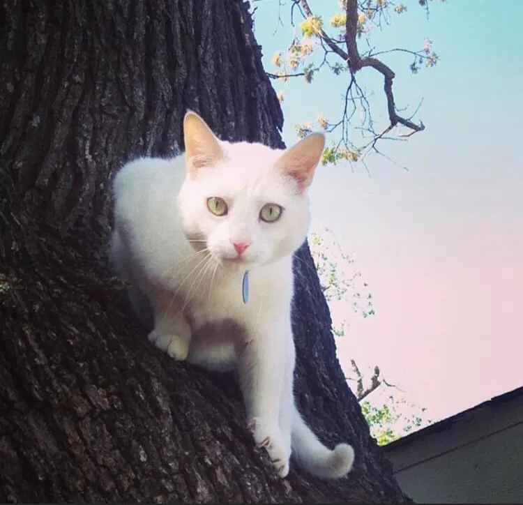 Lost cat in Austin, TX, 78745