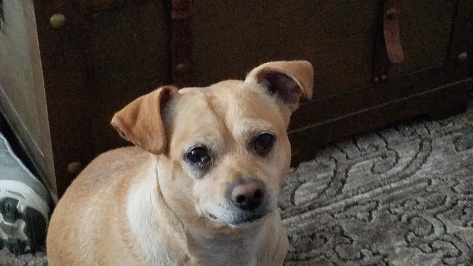 Lost dog in Sacramento, CA, 95824