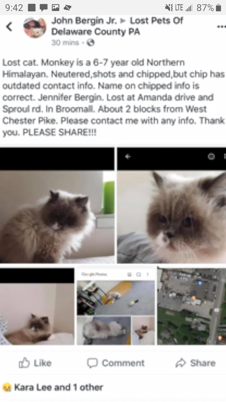 Lost cat in Broomall, PA, 19008