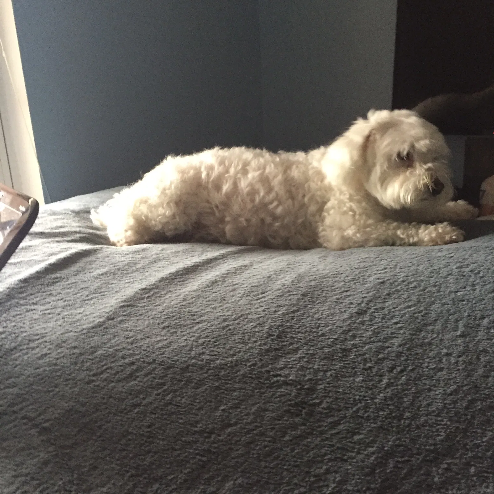 Lost dog in Taylors, SC, 29687