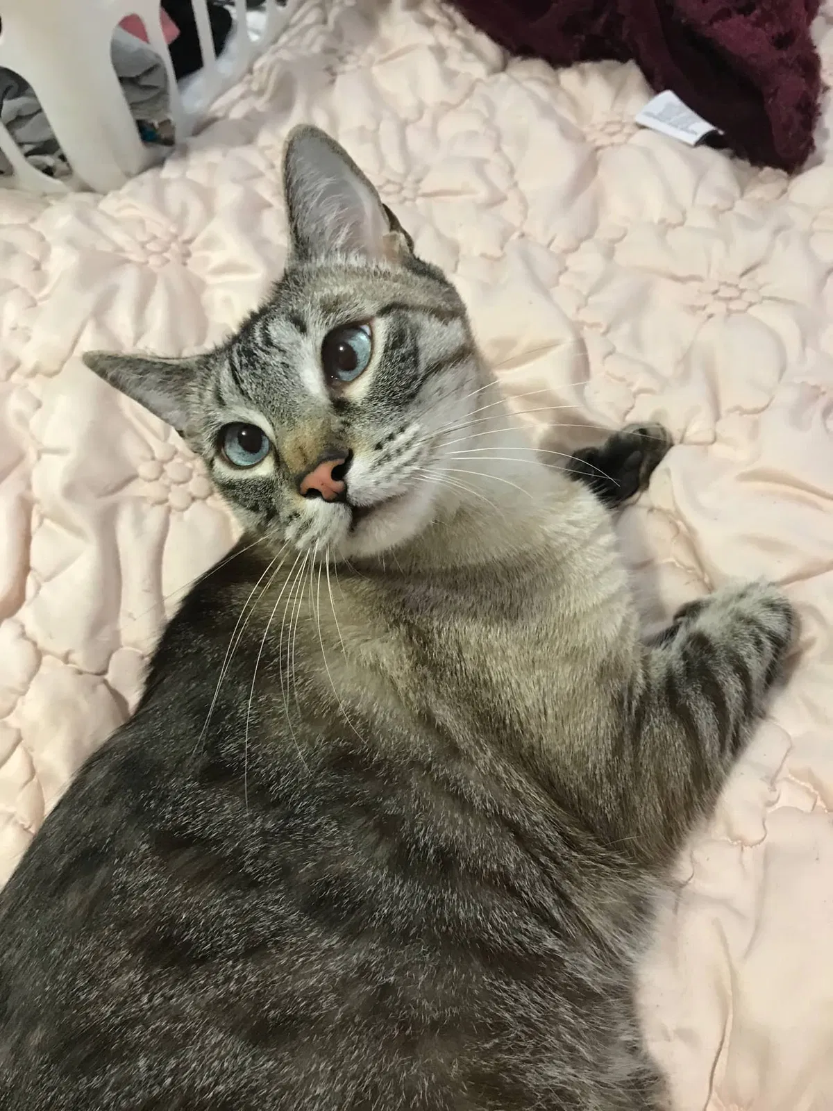 Lost cat in Pensacola, FL, 32506