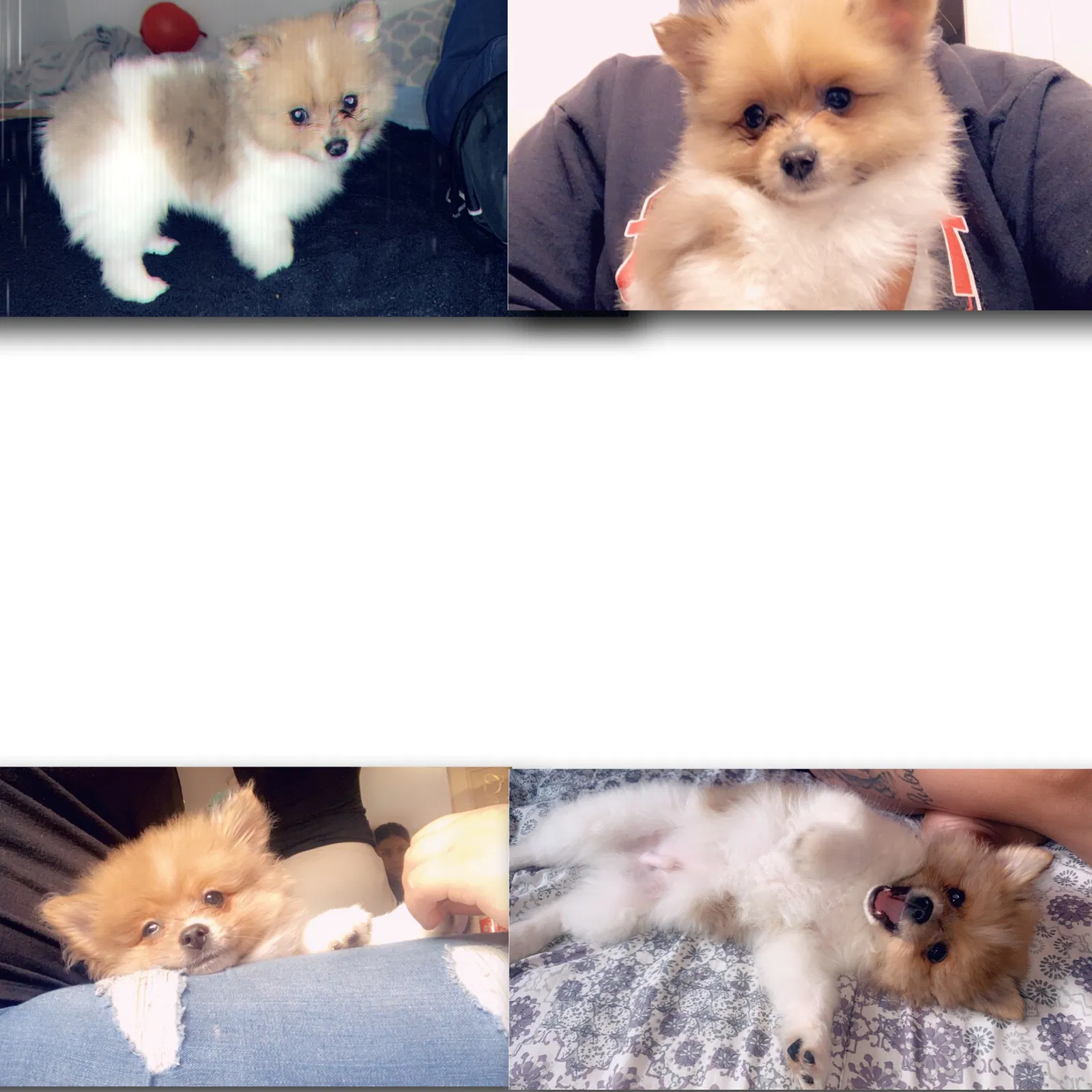 Lost dog in Stockton, CA, 95209
