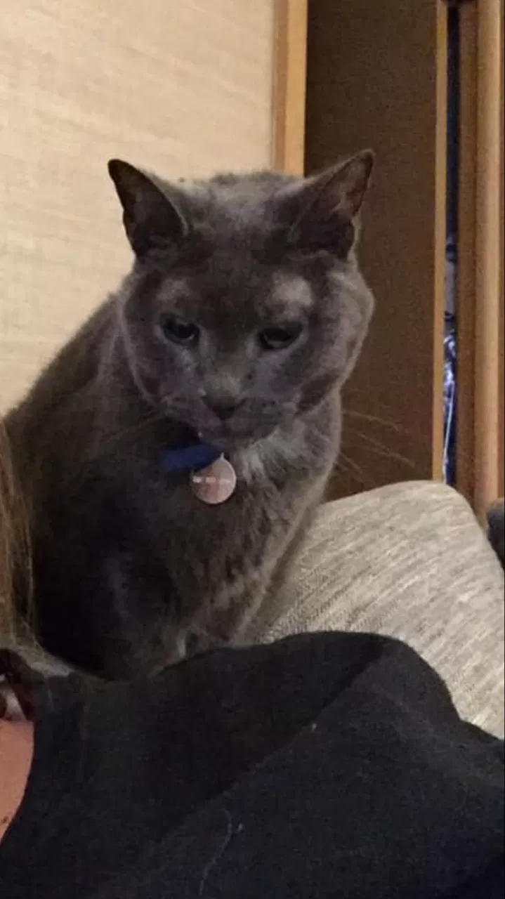 Lost cat in Springfield, MO, 65804