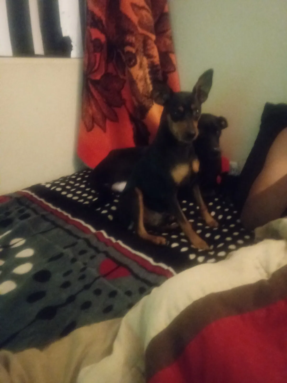 Lost dog in Phoenix, AZ, 85035