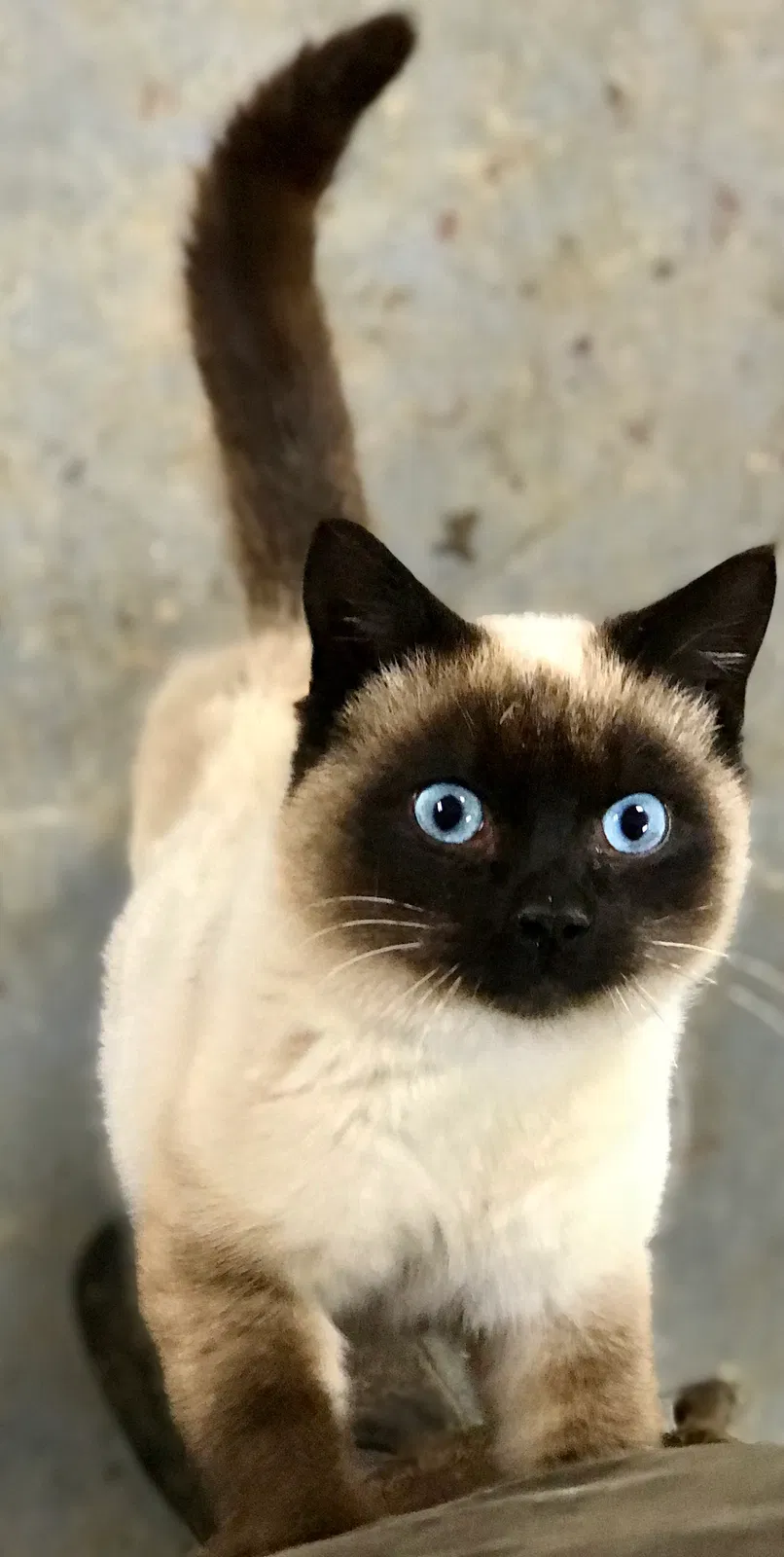 Lost cat in Elverson, PA, 19520