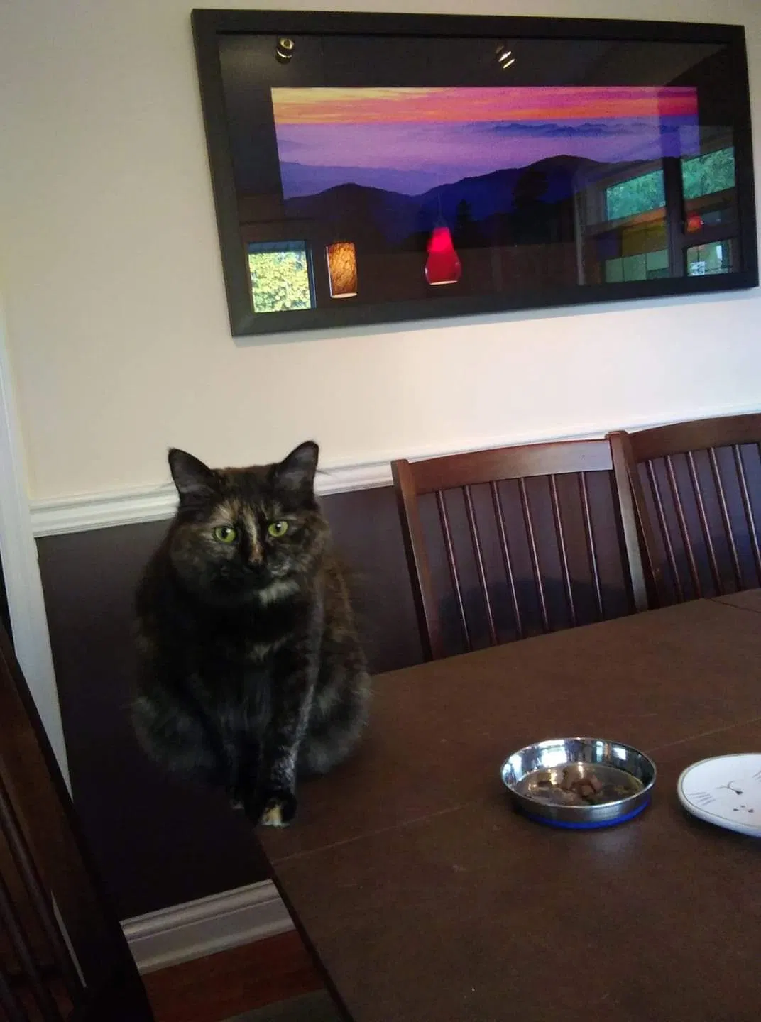 Lost cat in Knoxville, TN, 37918