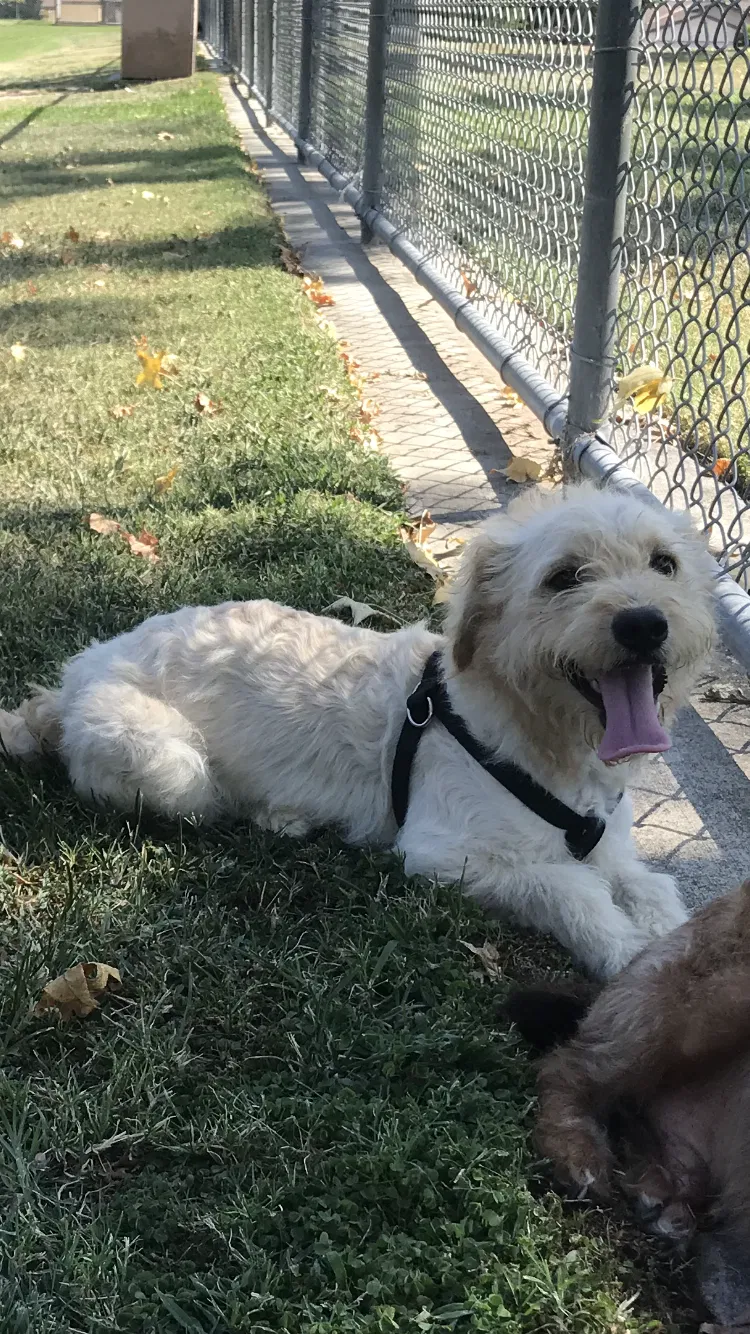 Lost dog in Bakersfield, CA, 93307