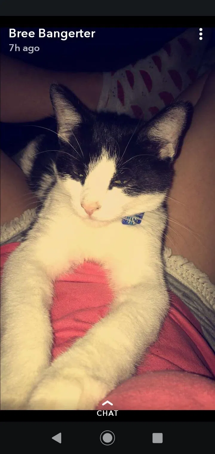 Lost cat in Lexington, SC, 29073