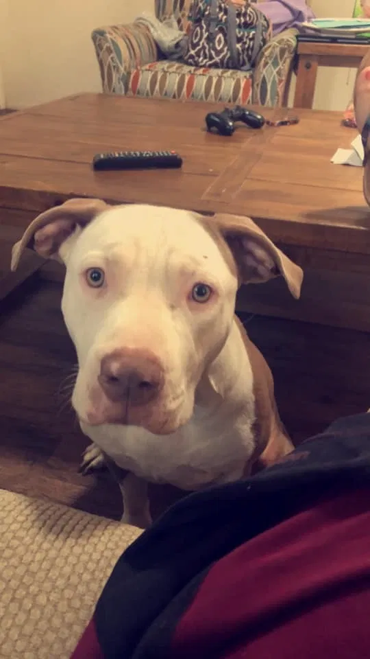 Lost dog in Tucson, AZ, 85711