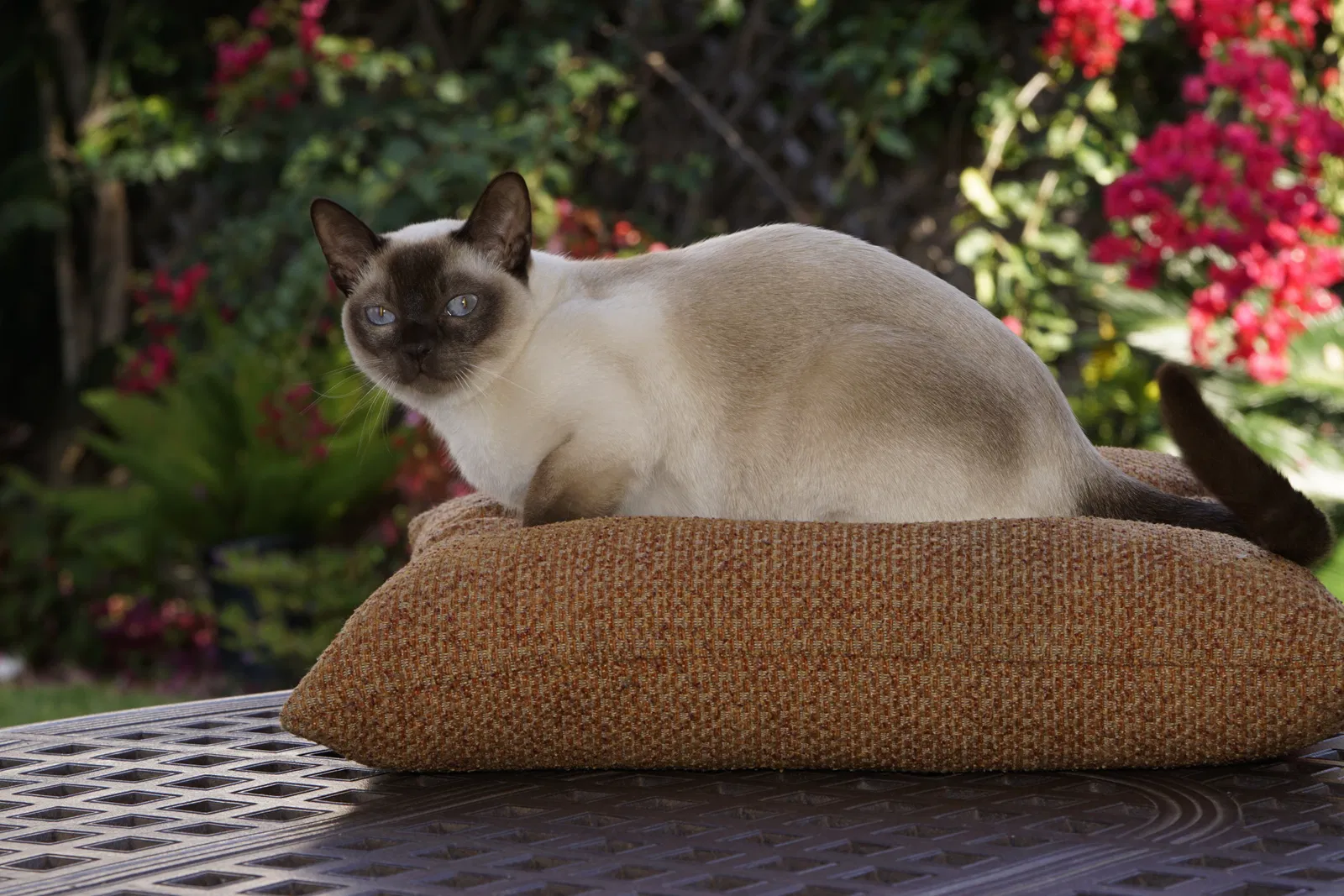 Lost cat in San Diego, CA, 92131