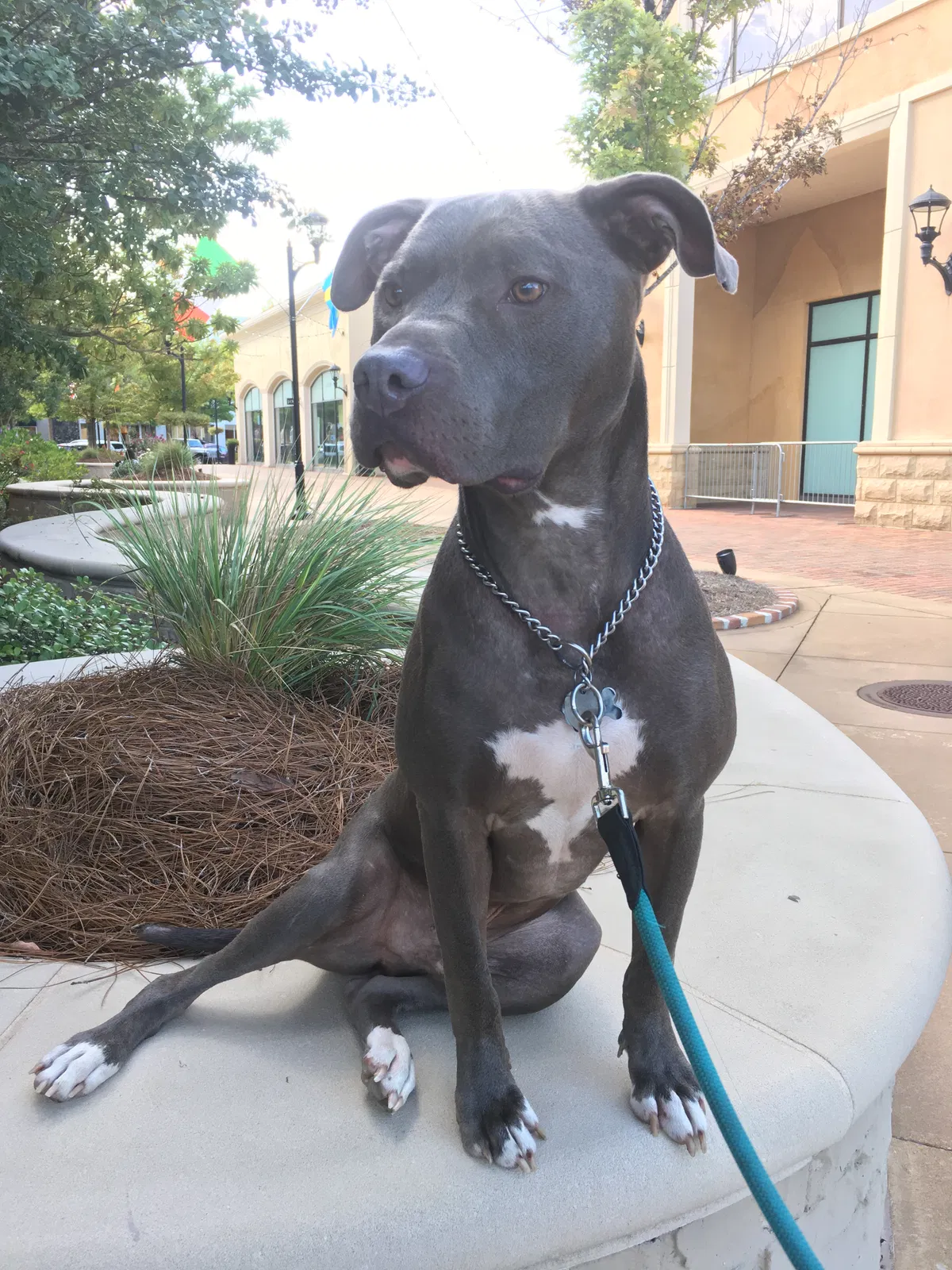 Lost dog in Utica, MS, 39175