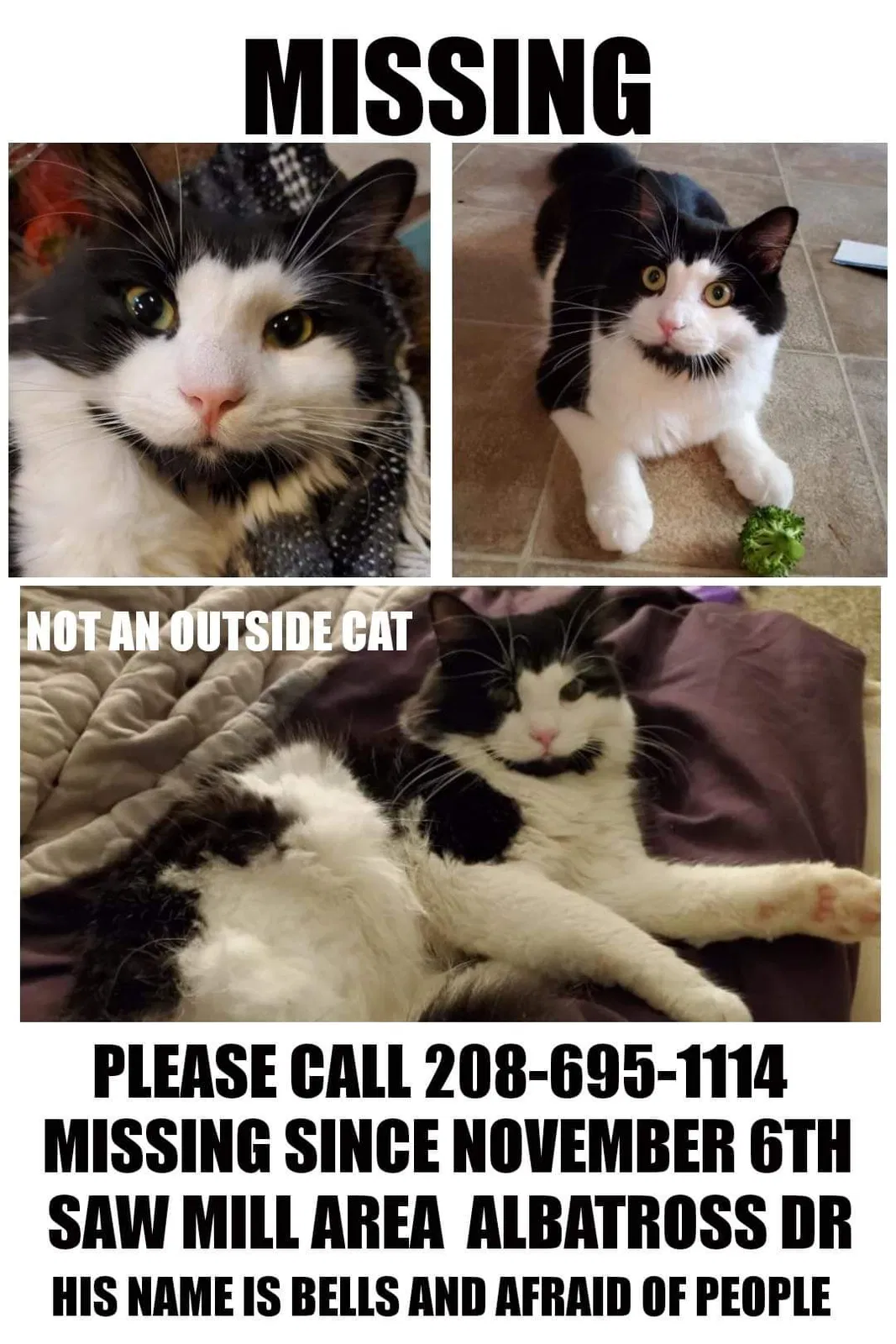 Lost cat in Ledyard, CT, 6339