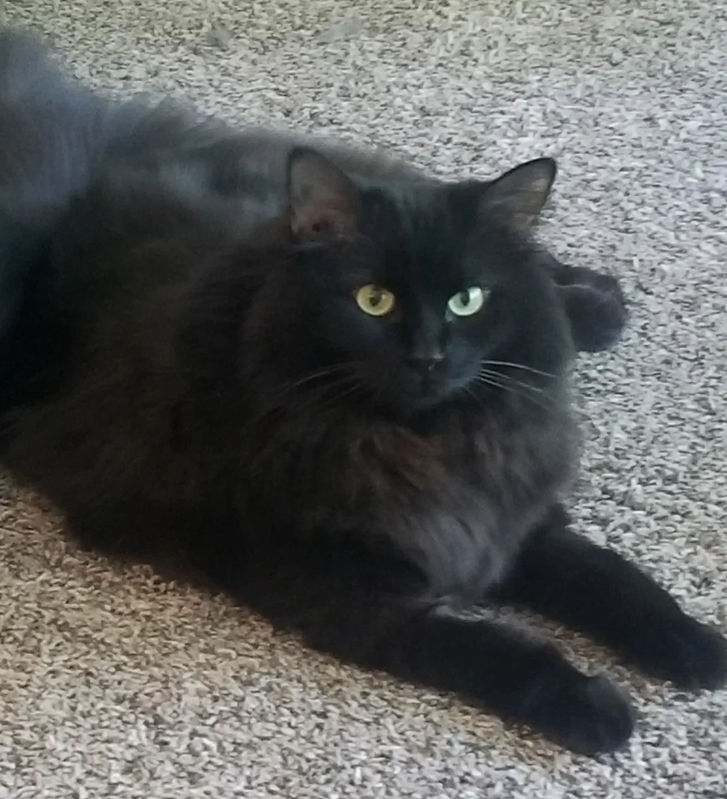 Lost cat in Springboro, OH, 45066