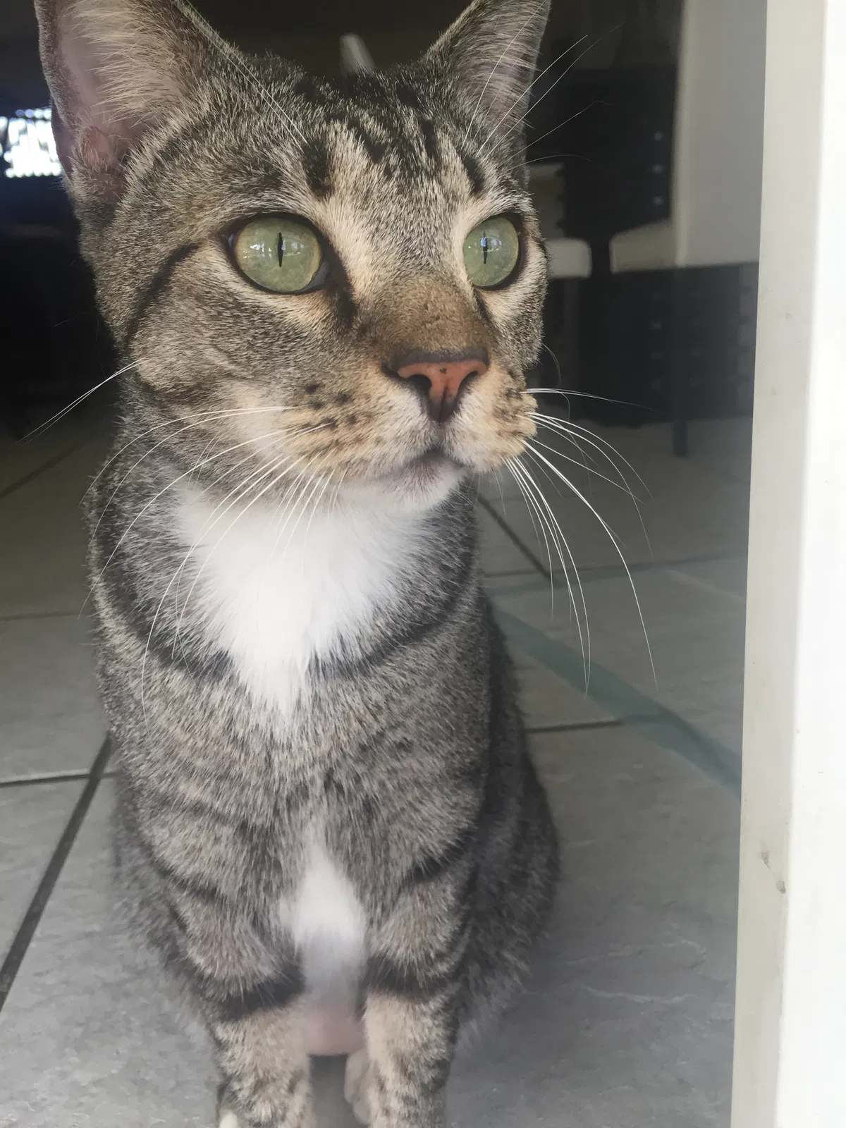 Lost cat in Cape Coral, FL, 33904
