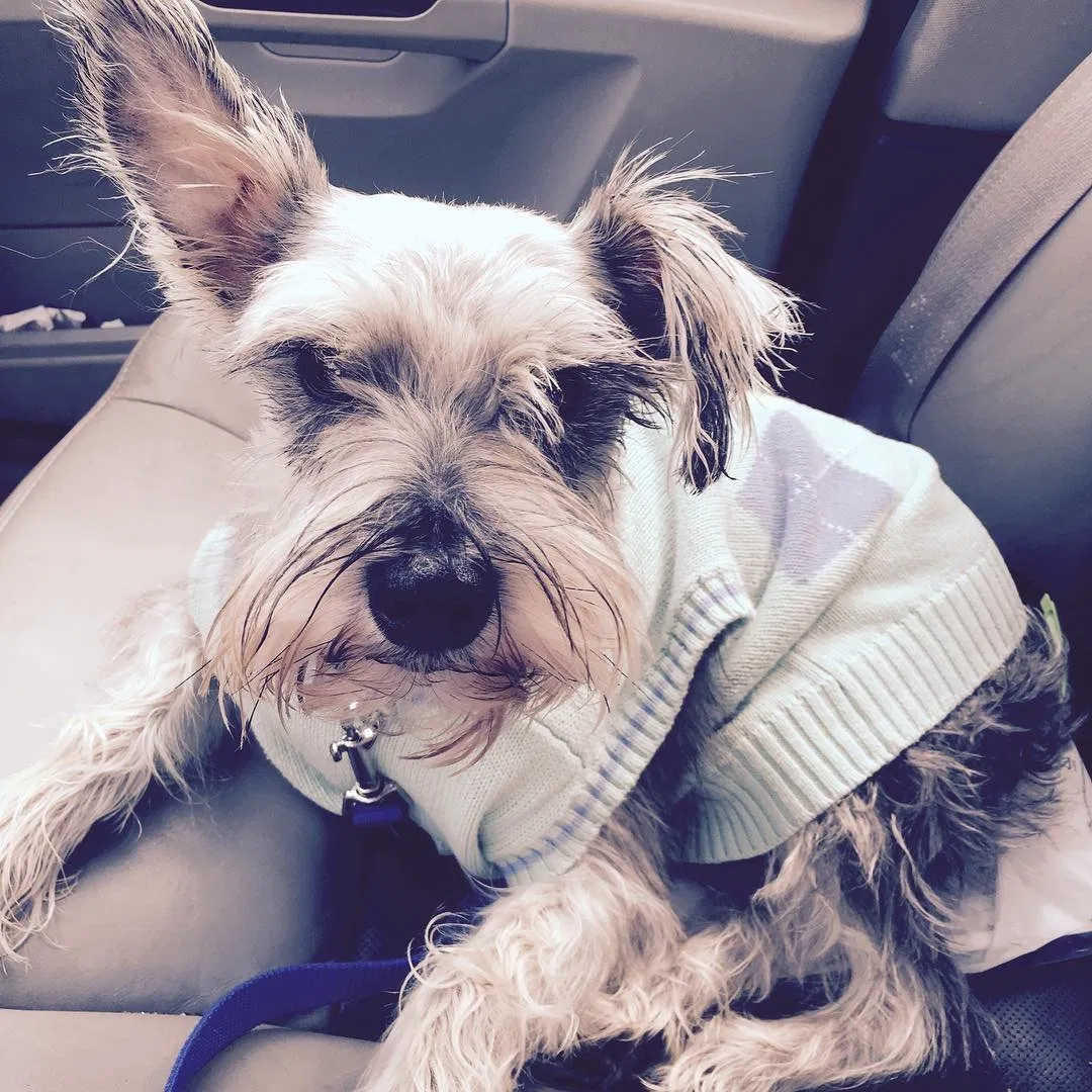 Lost dog in Holt, FL, 32564