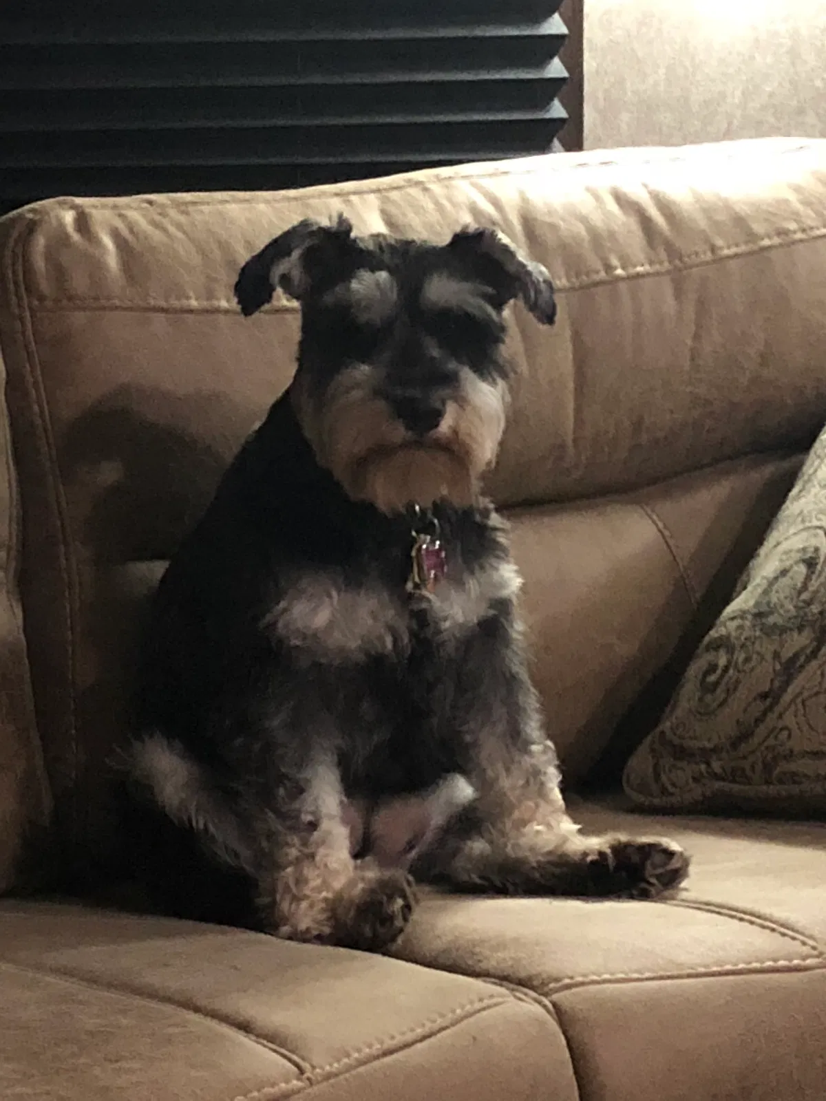 Lost dog in Douglasville, GA, 30134
