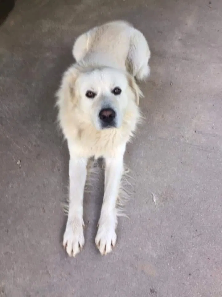 Lost dog in Dunbar, WV, 25064