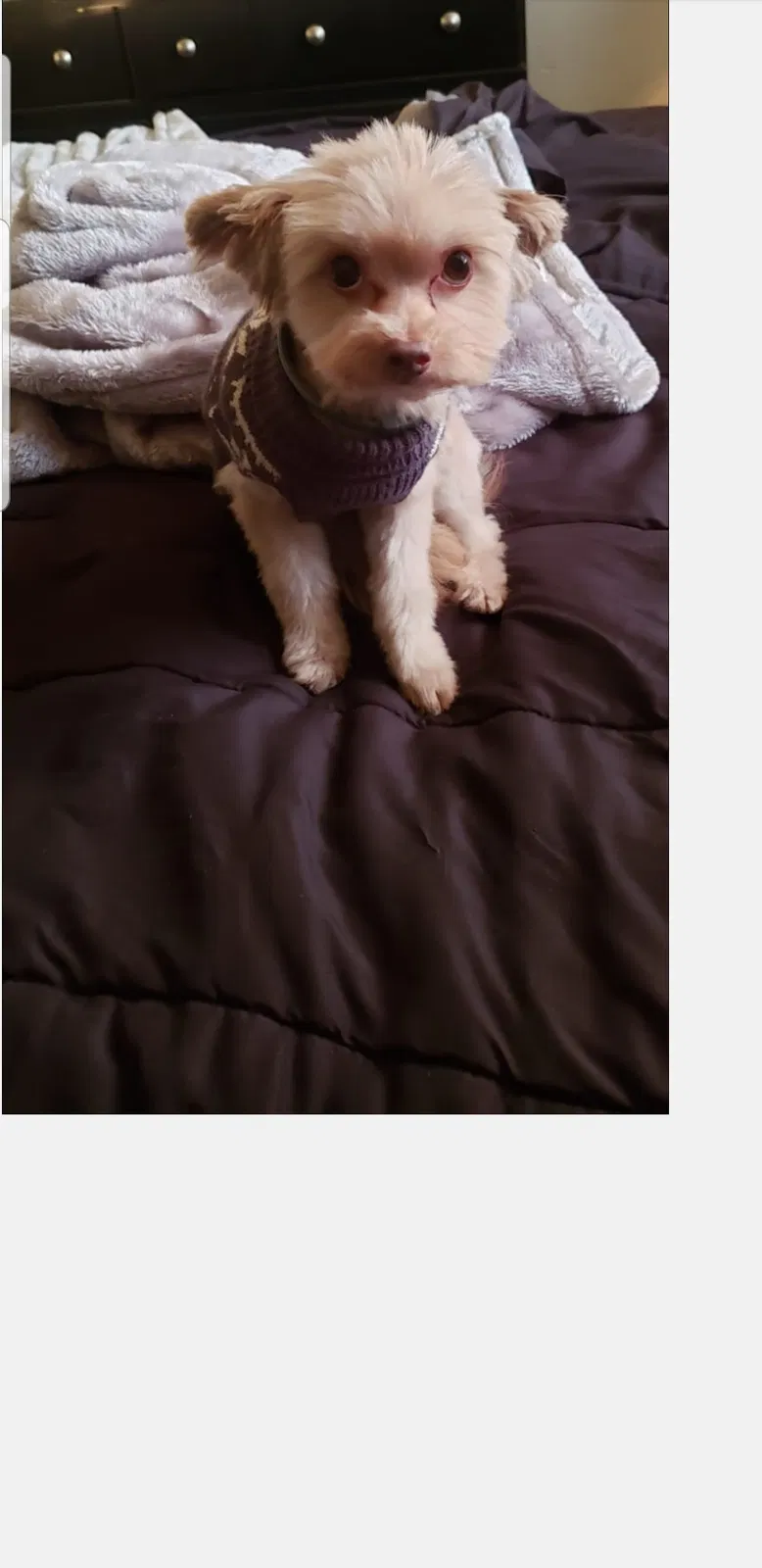Lost dog in Cape Charles, VA, 23310