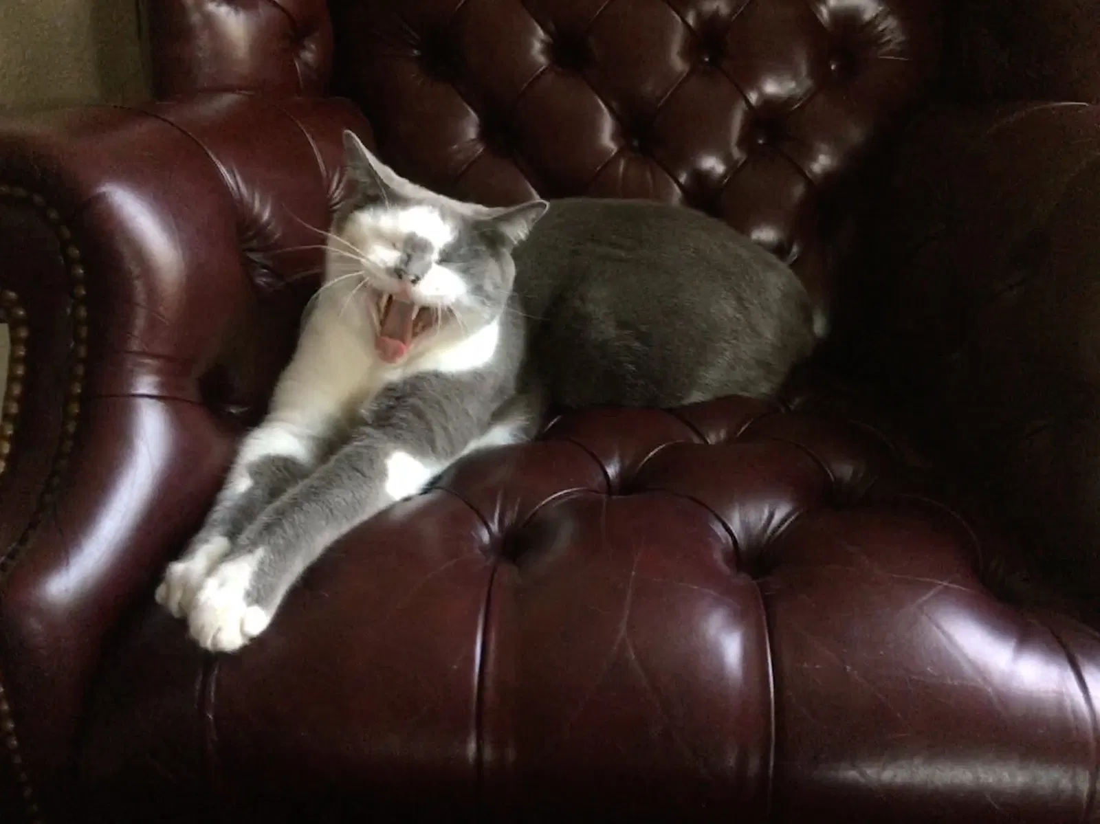 Lost cat in Waco, TX, 76706