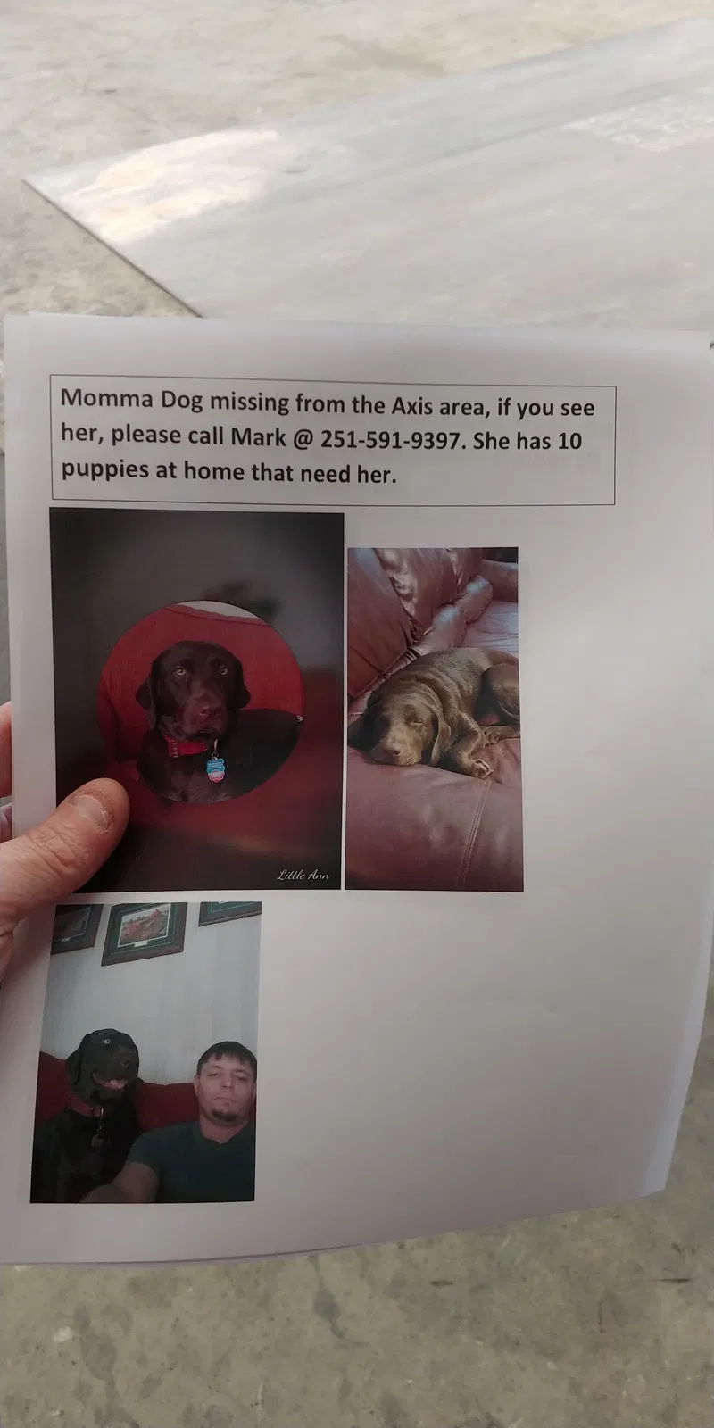 Lost dog in Axis, AL, 36505
