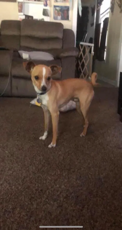 Lost dog in Waco, TX, 76711