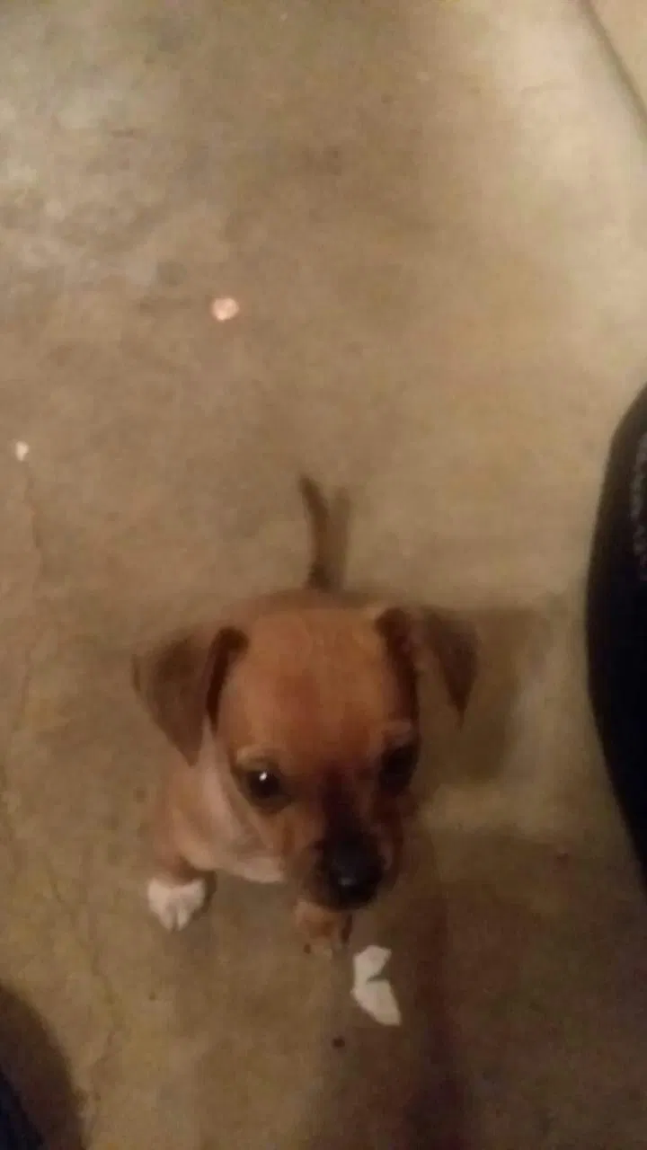 Lost dog in Crestview, FL, 32536