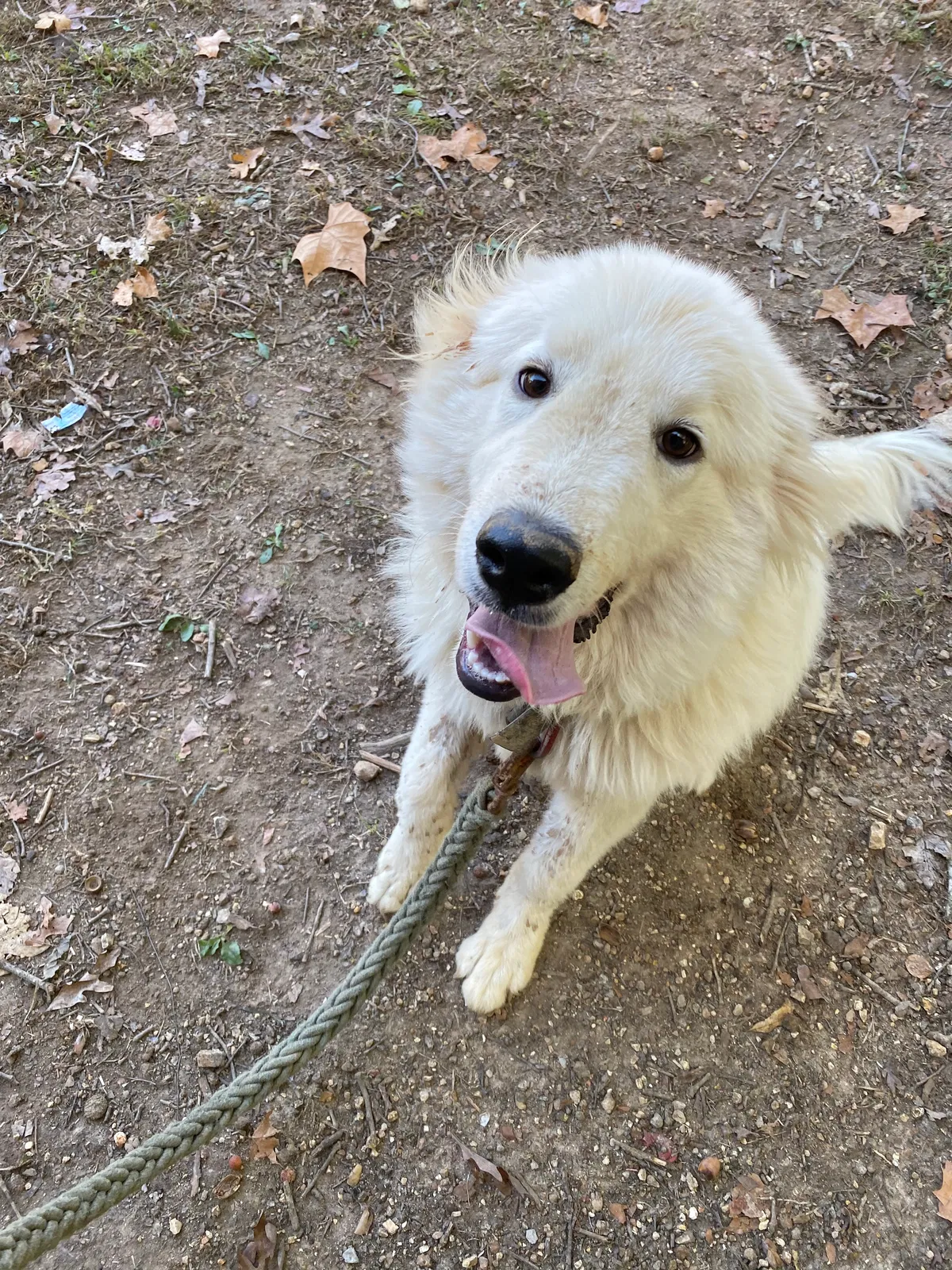 Lost dog in Chattanooga, TN, 37421