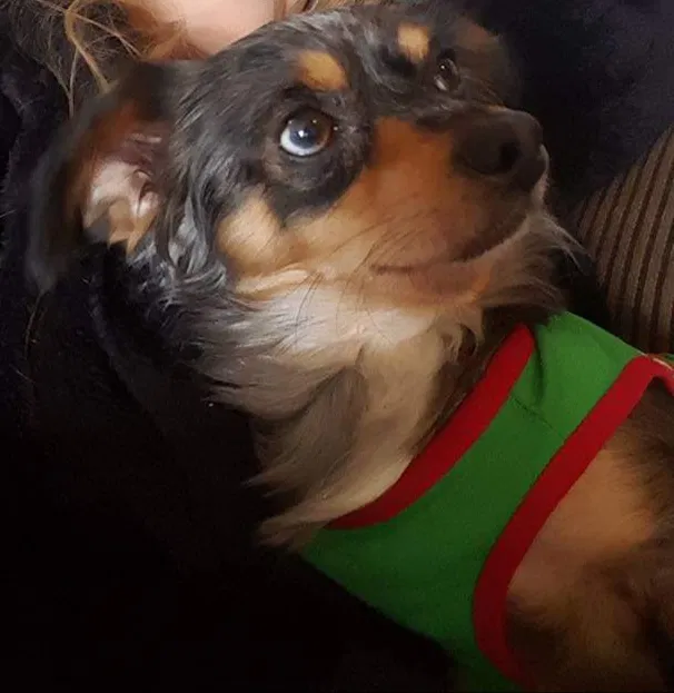 Lost dog in Wichita, KS, 67213