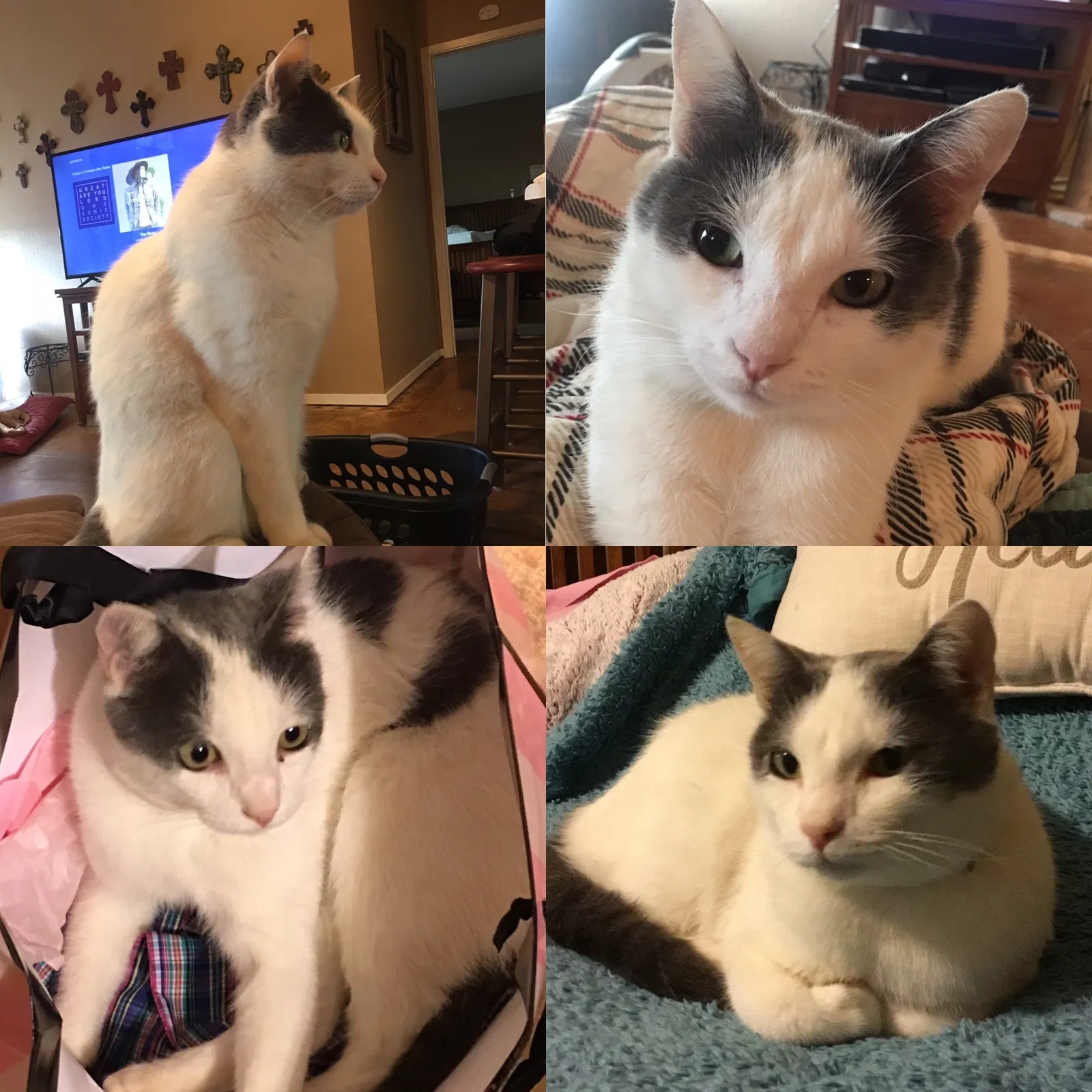 Lost cat in Abilene, TX, 79605