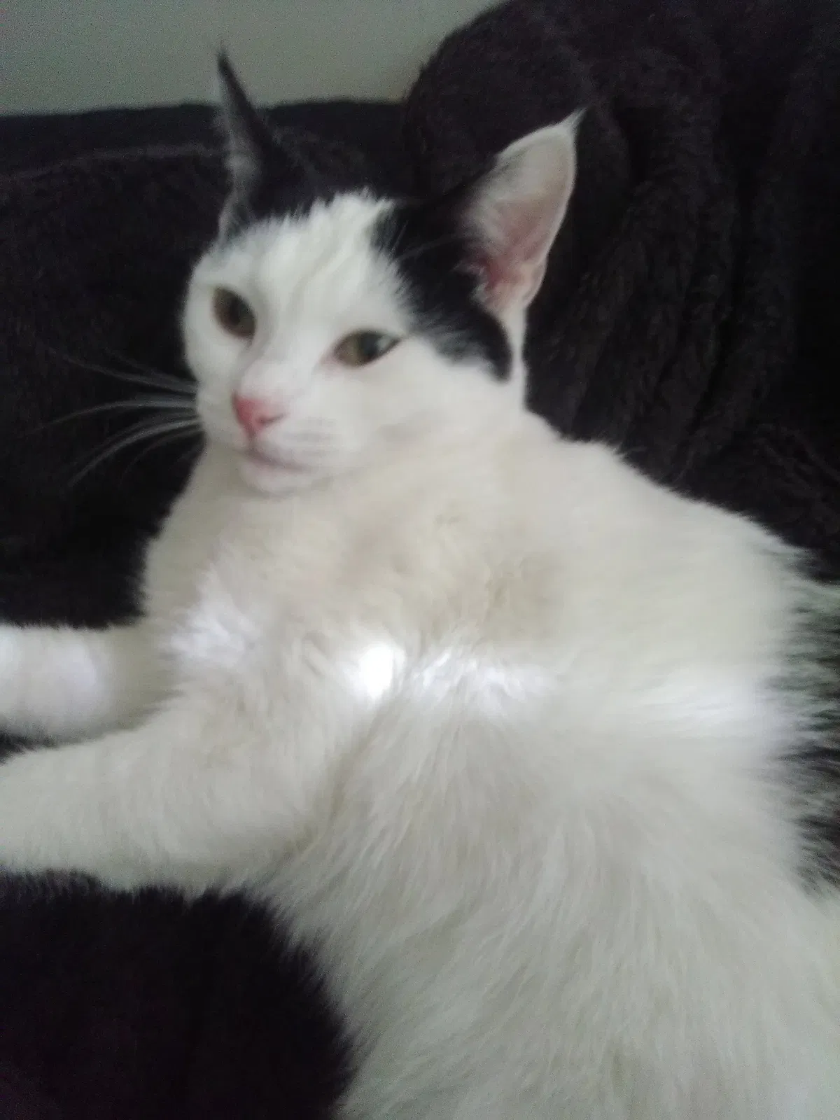 Lost cat in Tulsa, OK, 74107