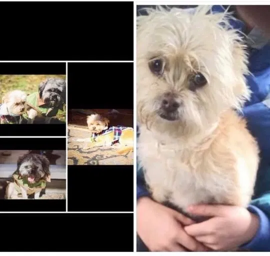 Lost dog in Amarillo, TX, 79106