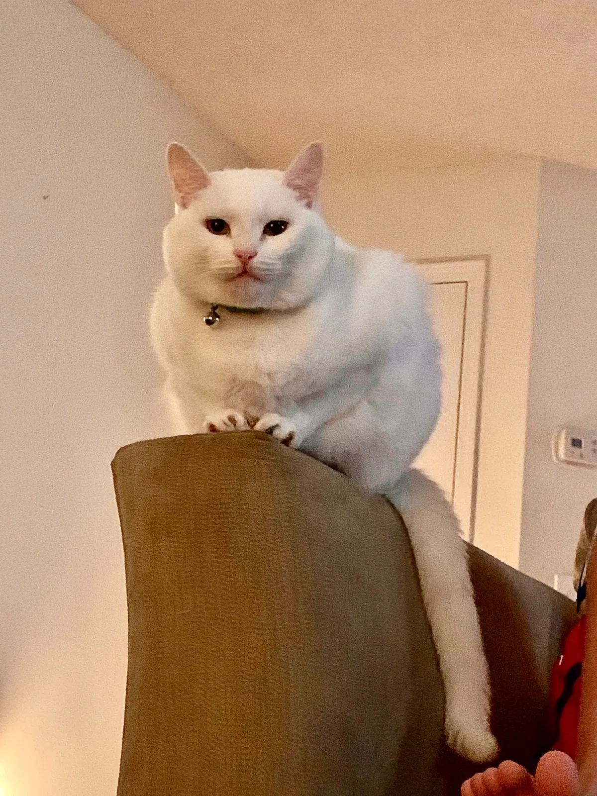 Lost cat in Milton, FL, 32571