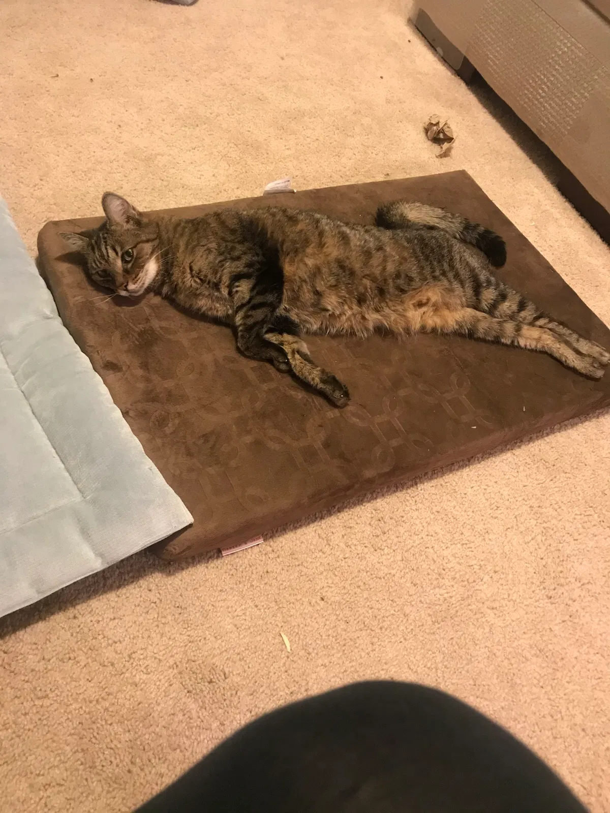 Lost cat in Spartanburg, SC, 29306
