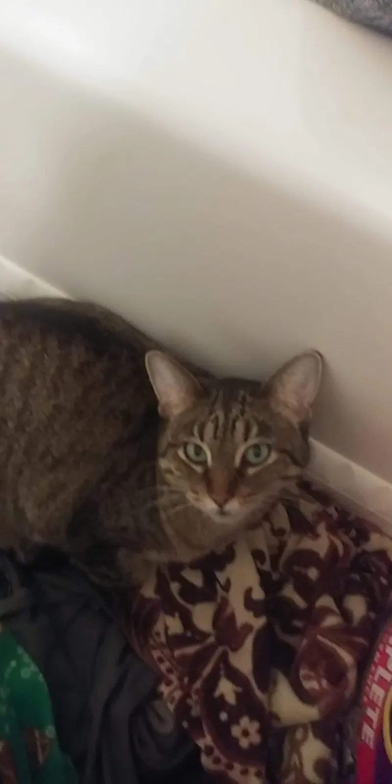 Lost cat in Portage, MI, 49024