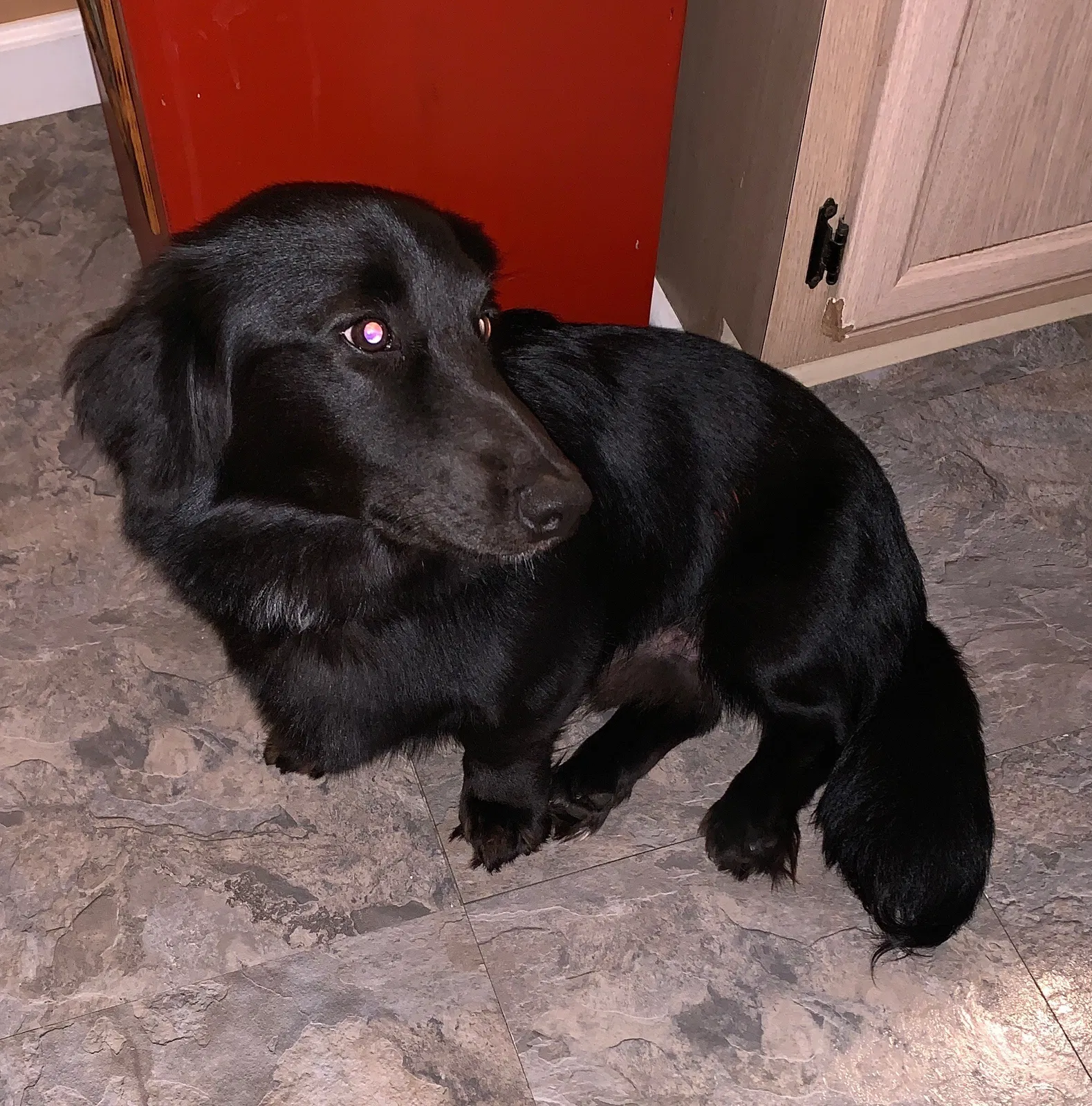 Lost dog in Muncie, IN, 47304