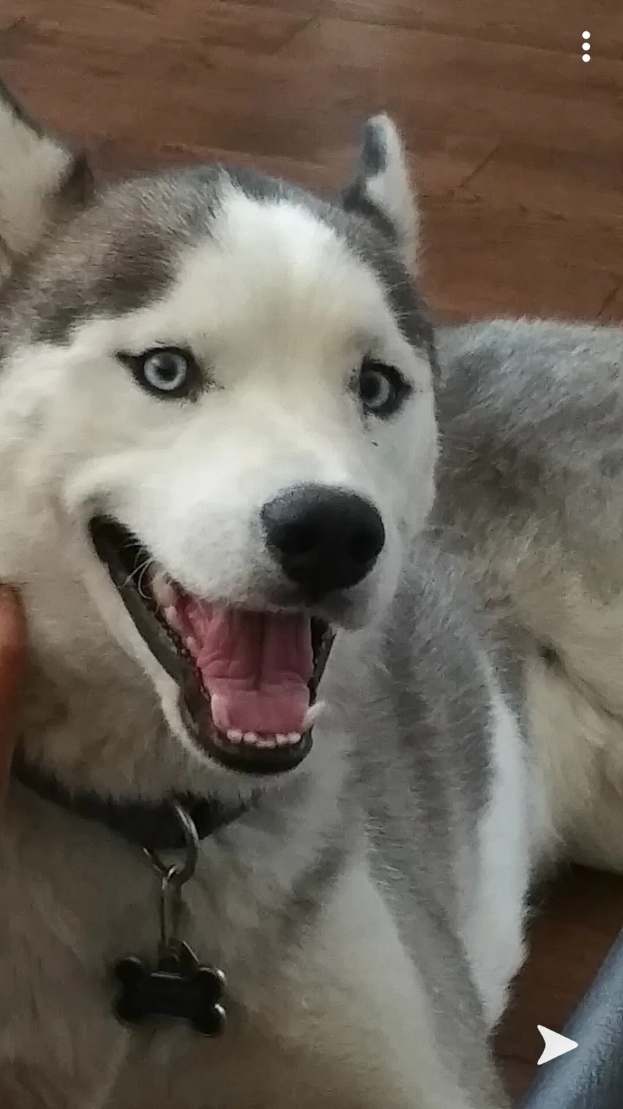Lost dog in Compton, CA, 90220