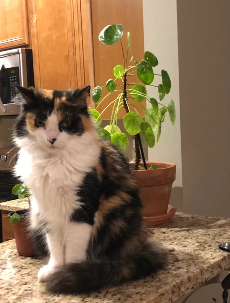 Lost cat in Asheville, NC, 28805