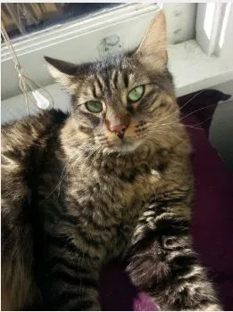 Lost cat in Berkeley, CA, 94705