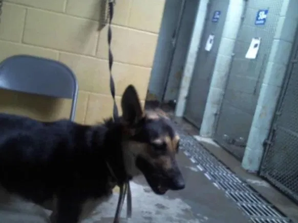 Lost dog in Stockton, CA, 95204